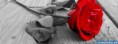 /album/galeria-de-fotos/rosas-jpg/